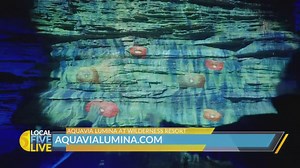 Explore the wilderness of Wisconsin Dells at night with Aquavia Lumina