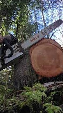 Hexa file with the Pfred 6 sided file. #mitchzenobitrees #treework #chainsaw #stihl #ms400 #shorts