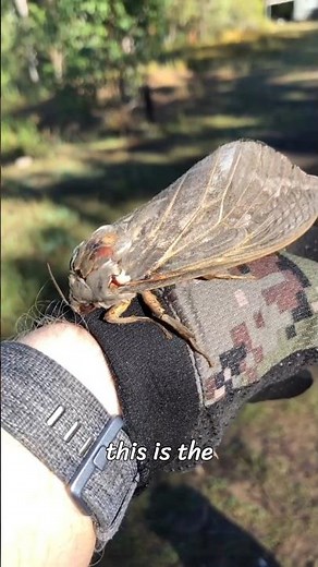 The giant wood moth is one of the largest moth species in the world. #gaintwoodmoth #facts #moth #2#