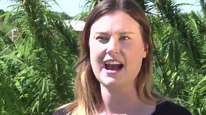 Industrial Hemp Trial - Rodale Institute