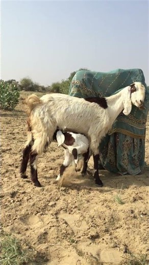 Standing Woman Feeding Milk to Baby Goat|| Caring Rural Life Moment|| New Video|| #goatsales #goats