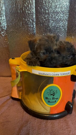 These AKC Cairn Terrier boys were placed in November! And we have more younger puppies as well. Check our website www.marmascairnterriers.com | Marma's Cairn Terriers