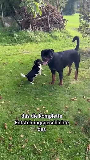 Rottweiler playing with Jack Russell.