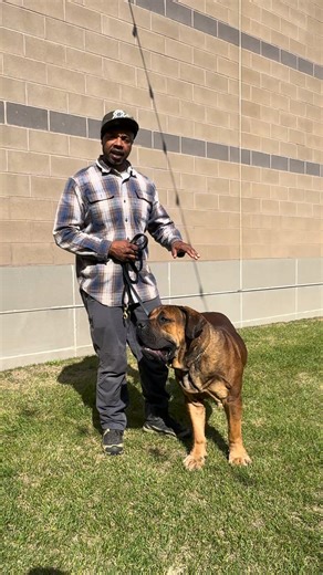 23K views · 493 reactions | My training isn’t really training It’s Boerboel communication. Master these techniques and use less verbal commands. This method focus more on body language. boerboelpuppy.com Master of early puppyhood development. #Boerboel #BoerboelPuppies #BoerboelBreeder #BoerboelLove #AfricanMastiff #BestBoerboelBreeder #ExoticBoerboels #BoerboelLife #BoerboelNationboerboel | Boerboel Breeders Ohio | Facebook