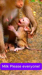 Monkey Time on Reels