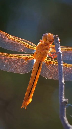 Did you know? ✨ Dragonflies are incredible aerial hunters, able to fly in any direction and change course instantly. They help control mosquito populations and play an important role in keeping ecosystems balanced. Small wings, big impact. 🌿💛 . . . . #dragonfly #dragonflies #naturelovers #wildlifephotography #insectlovers #macrophoto #gardenlife #beautifulcreatures #naturemagic #ecolife | Dragonfly lovers