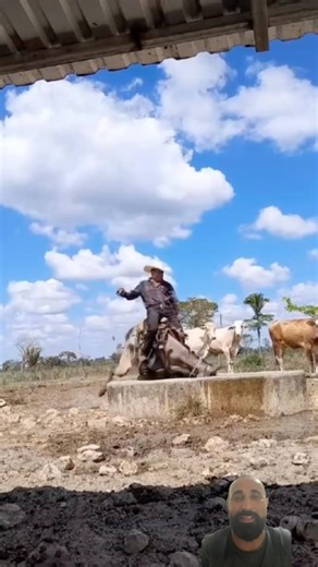 #cattle #rancher #nelore #mule #donkeys #farm #agriculture #countrylife #countryside #cow #cowboys