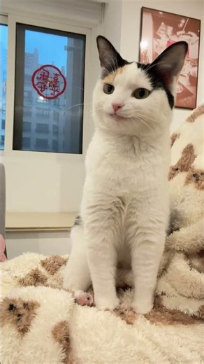 How dull can a cat be when it is not at rest#Cats really seem like little babies#Pet