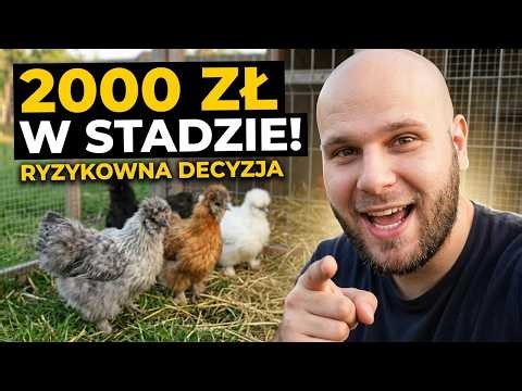 Kury za 2000 zł wpuściłem do stada...