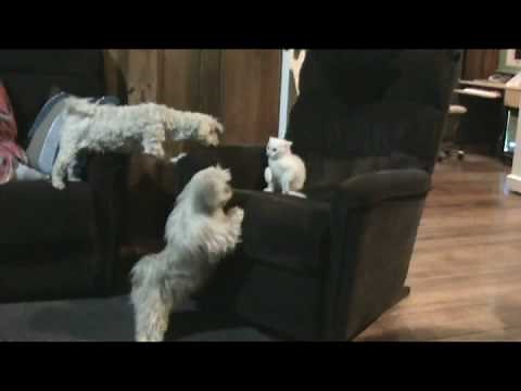 Dog Protects Kitten from Another Dog, Dad Shaggy dicipline his son