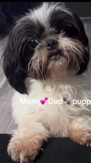 #shihtzupuppy #puppy #pet #viralvideo #animals | puppy