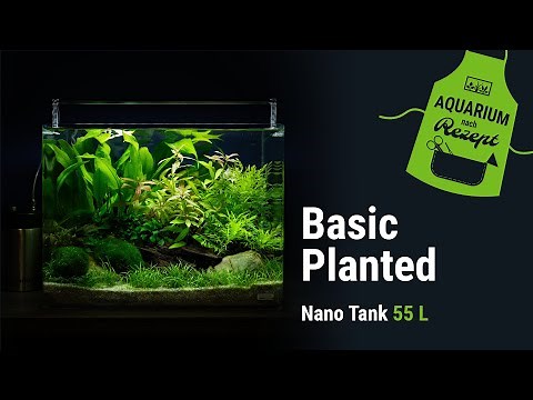EINSTEIGER PFLANZAQUARIUM im 55L Nano Tank | Aquarium nach Rezept | DENNERLE