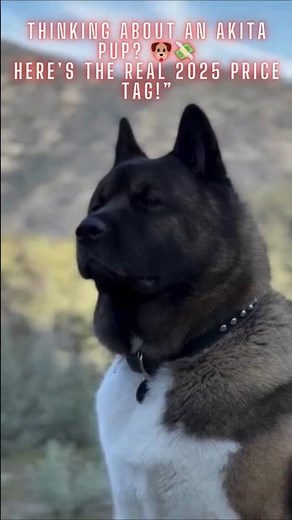 Akita Puppy Price 💸 | What U.S. Buyers Really Pay in 2025 #Akita #AkitaPuppy #AkitaDog #DogPrice