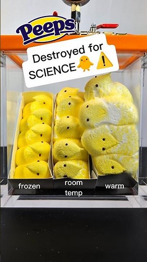 Microwaved vs. Frozen PEEPS in a Vacuum Chamber 🐥 #shorts #science