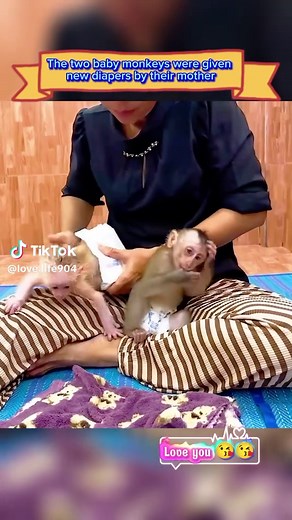 Baby Monkeys Get Diaper Change from Mom
