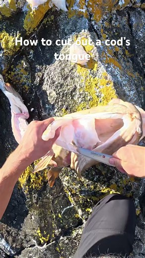 How to cut out a cod’s tongue! My absolute favourite cut!