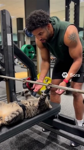 Katze im Gym #gym #bankdrücken #workout #sora