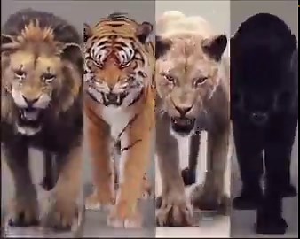 Large felines are way too cool...