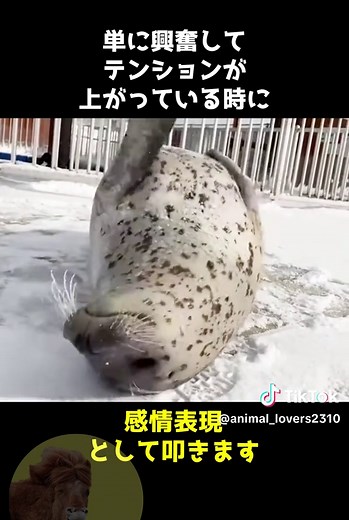 アザラシがぺちぺちかわいい、、🦭 #動物 #雑学 #アザラシ #かわいい