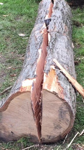 Recurve Bow Made from a Tree 🏹 Get into bow making with my ebooks - link in bio! #bowmaking #recurvebow #woodcraft #handmade #bowmaker