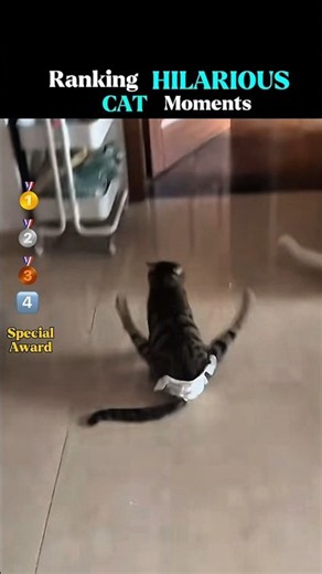 Ranking Hilarious Cat Moments | Try Not to laugh challenge😂