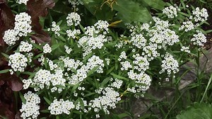 88K views · 285 reactions | How To Plant A Moon Garden, use white flowers that glow in the dusk, fragrant flowers that open at night, silver leaved foliage and structure to produce a sensual, tranquil, contemporary garden that wakes at dusk and dances into the night.... | GrowVeg | Facebook