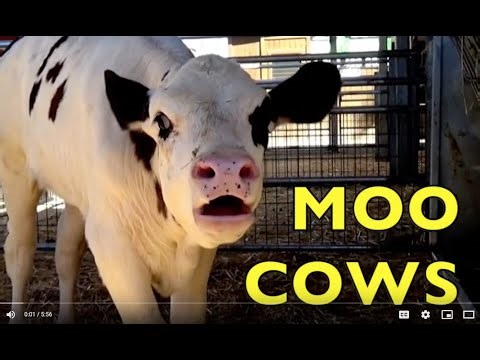 MOO MOO COWS / MOO CALVES, / MOO MOTHER COWS / MOO BULL / MOOING COWS on the FARM for CHILDREN