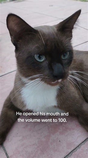 The Loudest Siamese on the Block