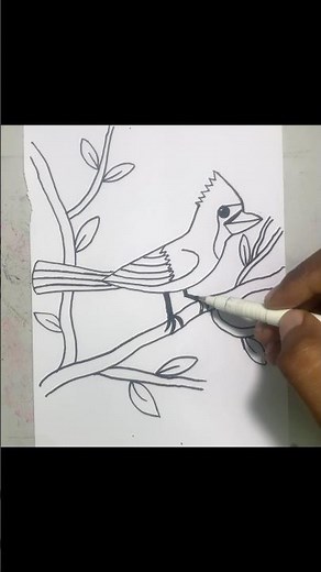 The Art of Drawing: How to Create a Cardinal (Step-by-Step)