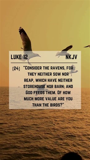 Luke 12:24 Daily verse #Bible #Bibleverse #Jesus #truth #shorts #short