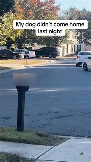 Pernell still didn't come in the house #dog #pets #dogvideos #funnydogs @shayhairmuseum_