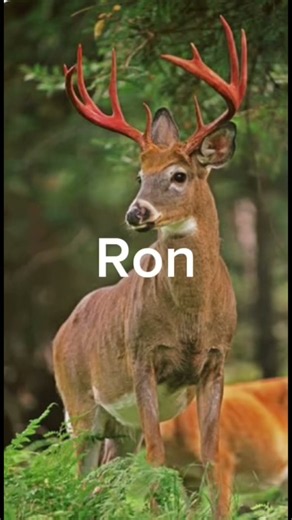 Your name your buck pt 3 #bowhunting #deerhunting