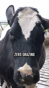FACTS AND FIGURES after changing to zero grazing this year! #creatingnewstandards #grasstechnology #zerograzing #grasstomilk | Grass Technology