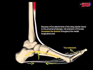 Knee Valgus Collapse During Squat