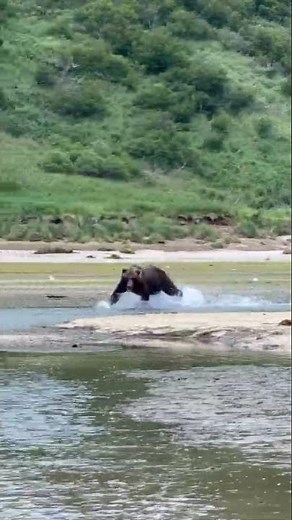 Brown Bear Charges a Salmon Run in Katmai #shorts #alaska #grizzlybear