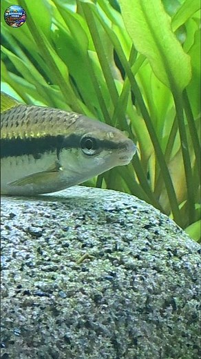 Siamese Algae Eater or Flying Fox 🤔 |#myaquariumtours #fish#aquarium#tropicalfish#aqualife#flyingfox