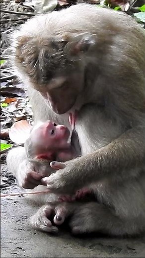 This is what pure survival looks like. ❤️ #monkey #babymonkey #animallife