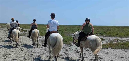 Cheval qui chauffe en balade : que faire pour retrouver du calme ?