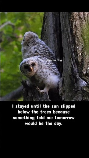 2 baby barred owls the night before they fledged