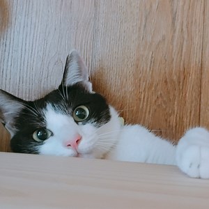 honeydew_melon - Twitch