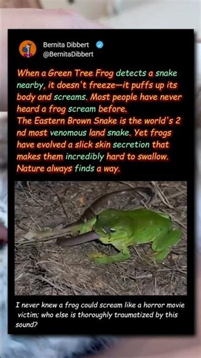 Why This Frog SCREAMS At A Deadly Snake! 🐸 #Nature #funny #Wildlife