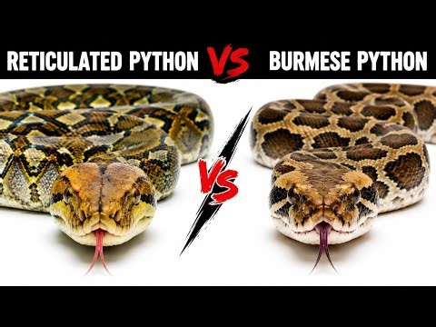Reticulated Python vs Burmese Python — Which Giant Snake Is Stronger?