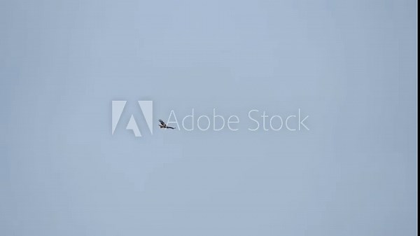 a wild red kite (Milvus milvus) in flight