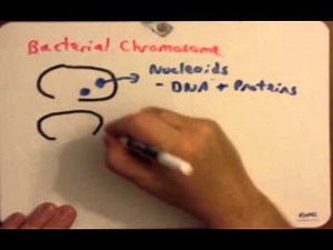 Bacterial Chromosomes