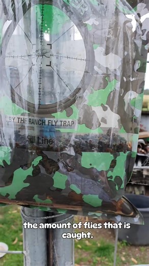 Say goodbye to pesky flies with The Ranch Fly Trap! 🦟 Keep your space clean and fly-free! #fyp #flies #bugproblem #pestcontrol #theranchflytrap