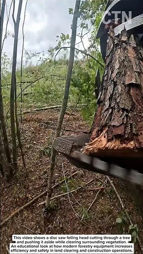 Disc Saw Felling Head Clearing Trees — Extreme Forestry Cutting Power