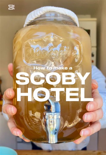 How to Create a Scoby Hotel for Kombucha Brewing
