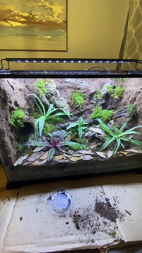 Dart Frog Enclosure Setup🌿🐸#poisondartfrog #dartfrog #frog #reptileroom #animals #enclosure #diy #tutorial #terrarium
