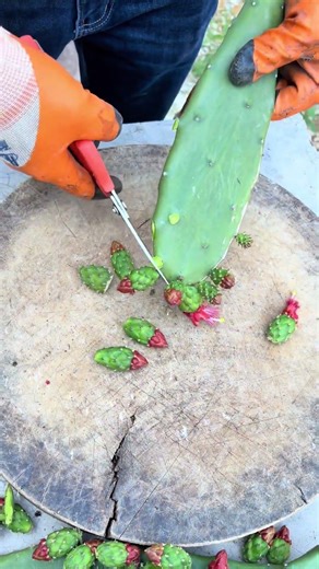 Captivating rural life glimpses - Real stories, real emotions