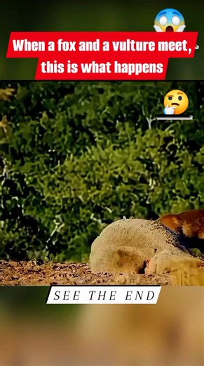 856K views · 10K reactions | Peregrine Falcon VS Vulture_Peregrine Falcon show to Vulture How is Done ! #peregrinefalcon #vulture #foxattack #falconattack #birdsofprey | EcsLoft Cuenca | Facebook